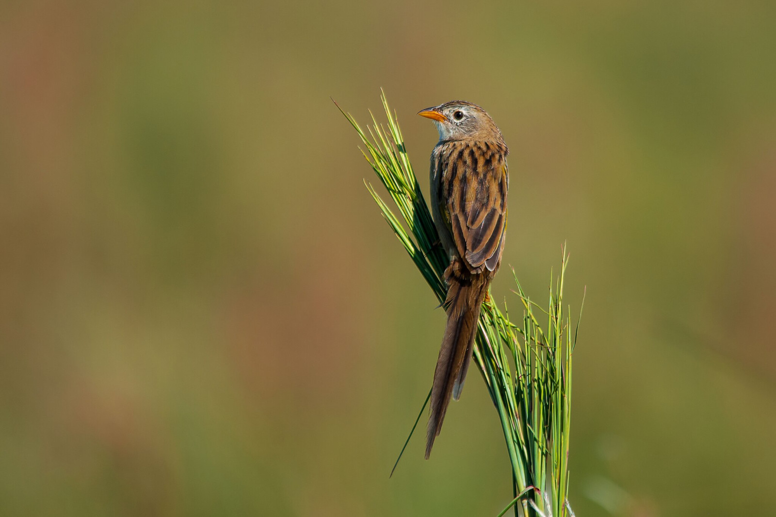 image Wedge-tailed Grass-Finch